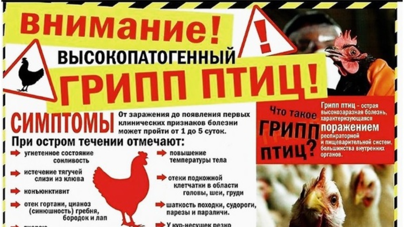Что нужно знать владельцам личных подсобных хозяйств и фермерам о гриппе птиц?.